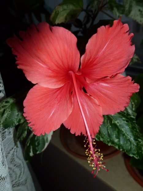  - 0 Zambetul florilor continua