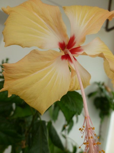  - 0 Zambetul florilor continua