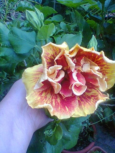 Fotogr.0544 - Septembrie 2017