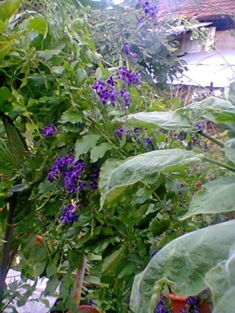 Fotogr.0548 - Septembrie 2017