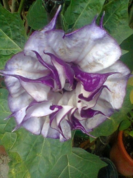 Fotogr.0554 - Septembrie 2017