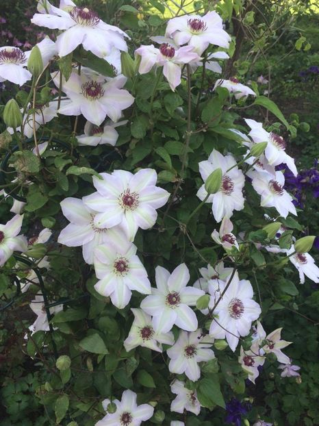 21390571_1465203820223551_719361168_o - clematite