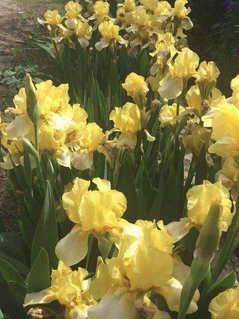 21439267_1465203903556876_1107543728_o - irisi