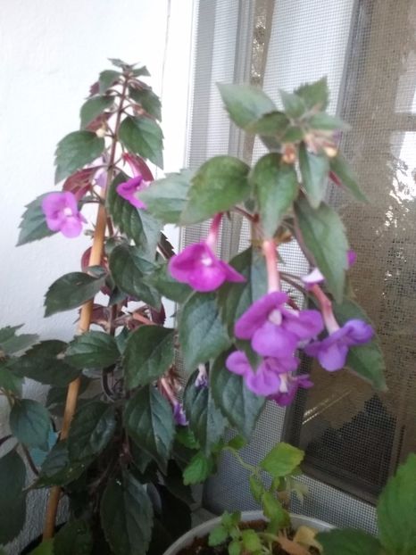  - Nana Rene - pierdut