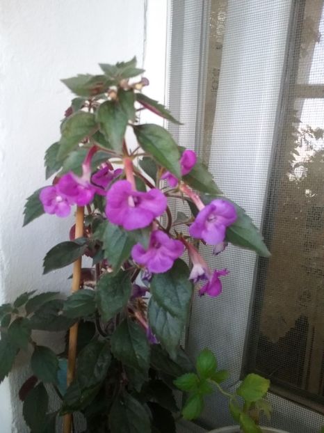  - Nana Rene - pierdut