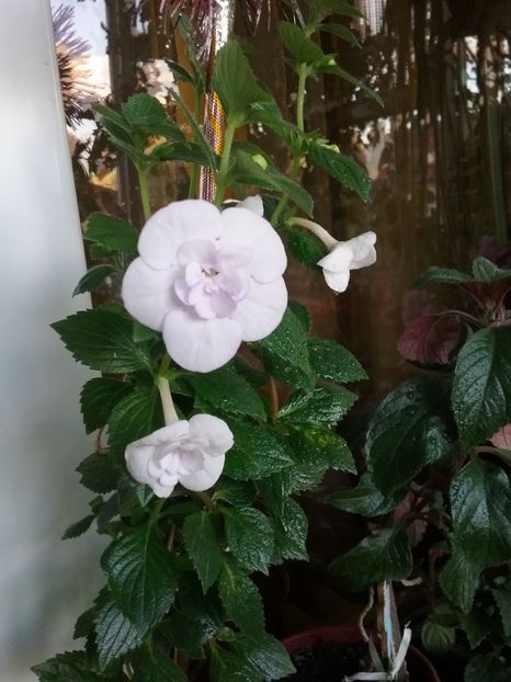  - Double Picotte Rose