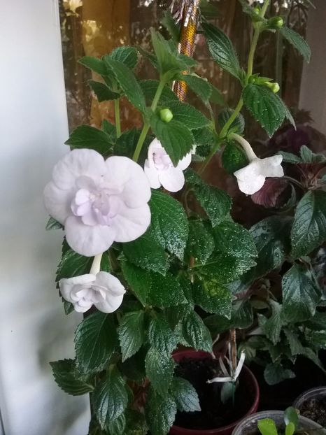  - Double Picotte Rose