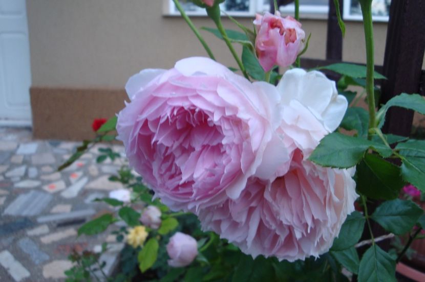  - The Wedgewood Rose