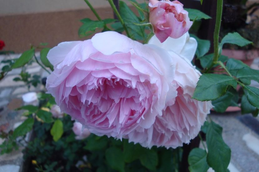  - The Wedgewood Rose