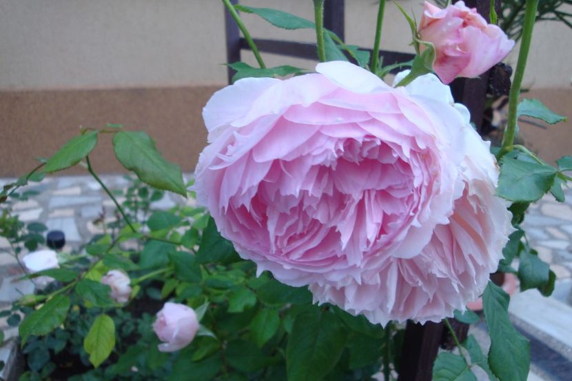  - The Wedgewood Rose