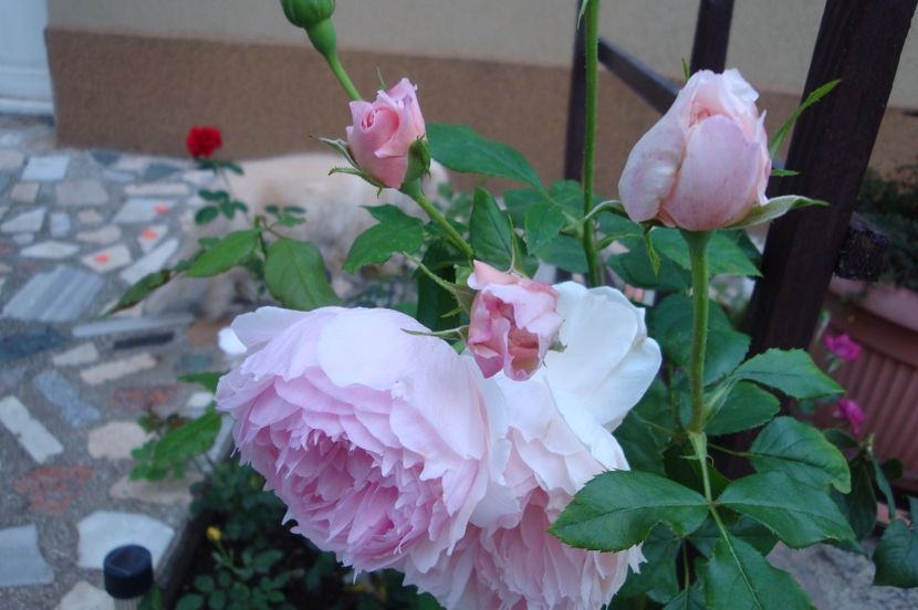  - The Wedgewood Rose