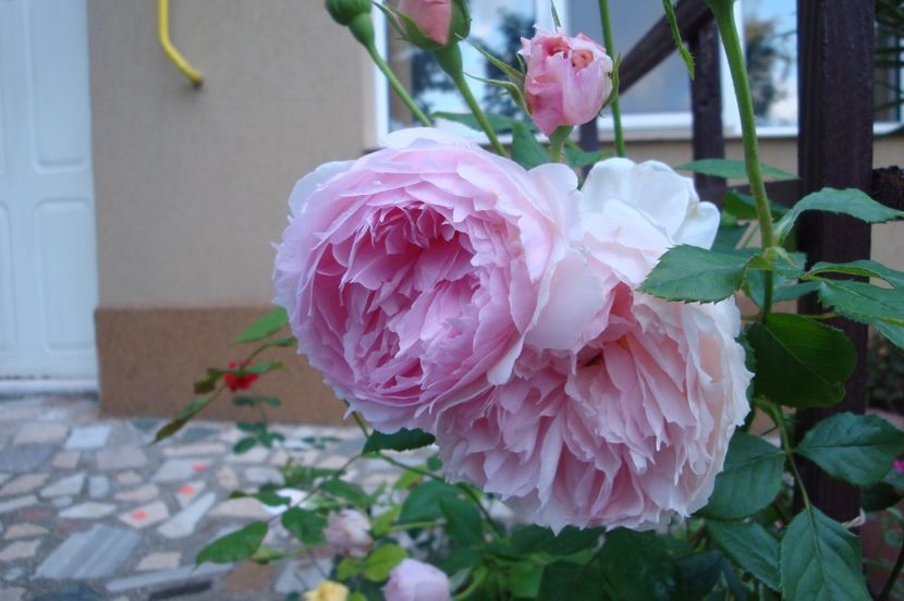  - The Wedgewood Rose