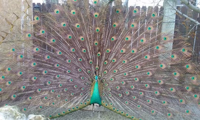  - Pauni spalding si arlechini purple
