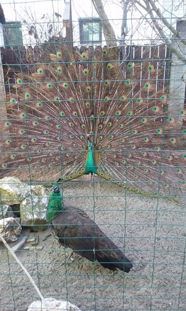  - Pauni spalding si arlechini purple