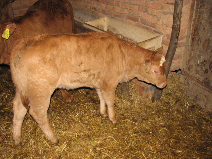 poze  m mic  feb 2010 304 - Vaci de carne - tineret femel