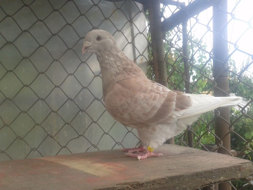 Fotografie0825 - tineret 2017