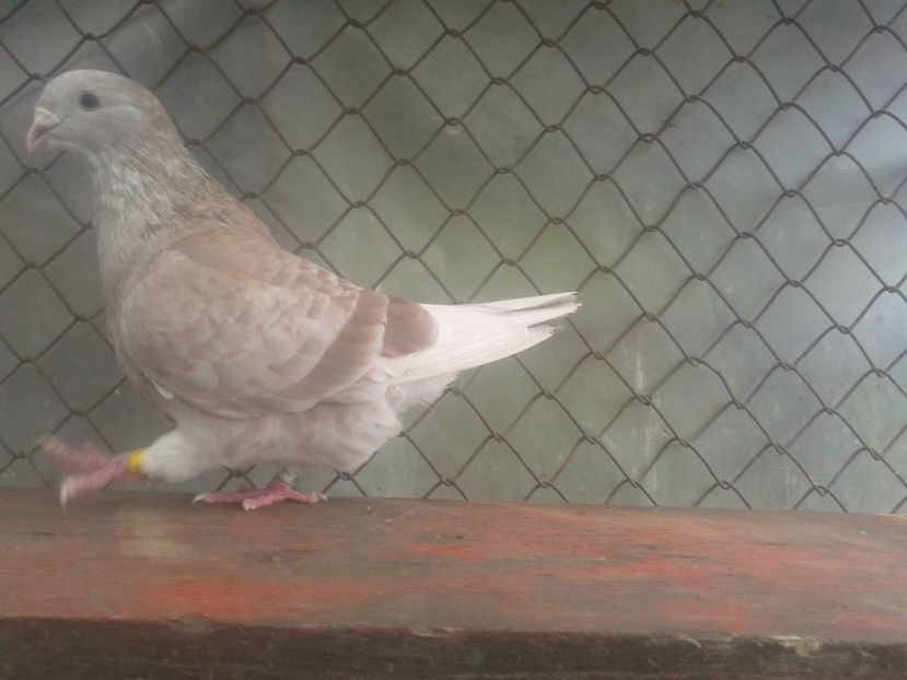 Fotografie0827 - tineret 2017