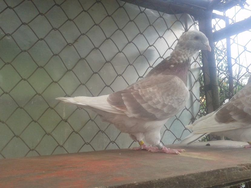 Fotografie0824 - tineret 2017