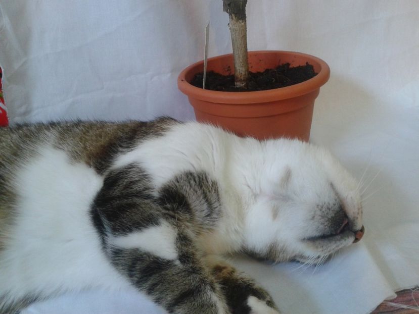 Fotografie0535 - provizoriu