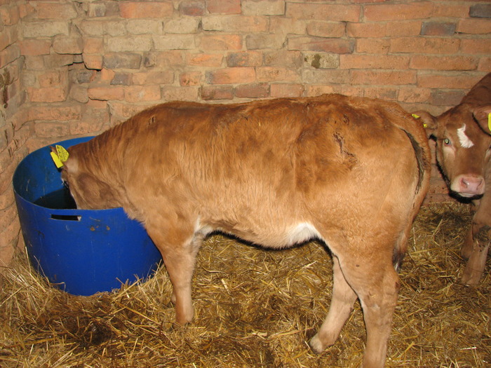 poze  m mic  feb 2010 305 - Vaci de carne - tineret femel