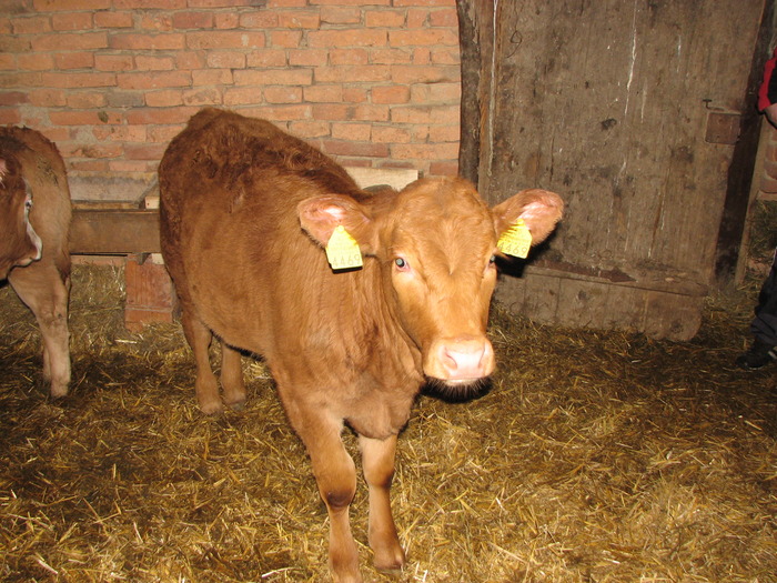 poze  m mic  feb 2010 307 - Vaci de carne - tineret femel