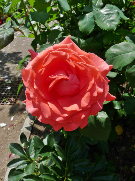 Multumesc Doinita pt. aceasta frumusete! - Tc_DDB