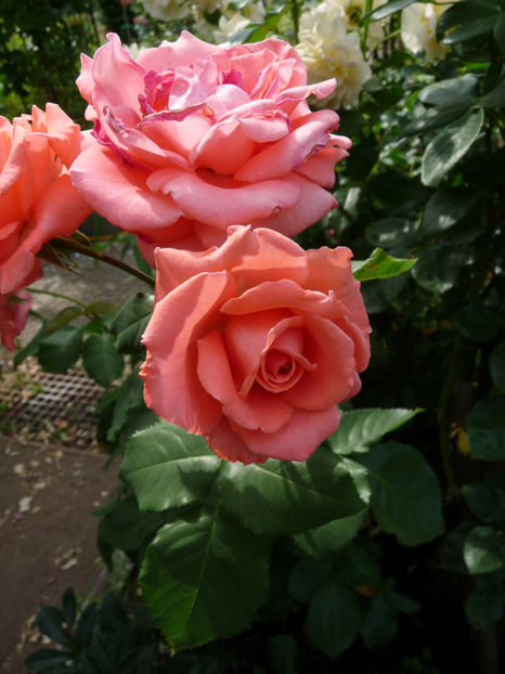 Flor septembrie! - Tc_DDB