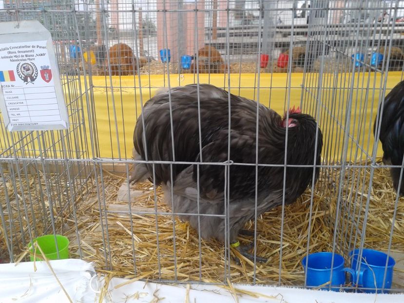 Fotografie0062 - 22---targ sannicolau mare 02 09 2017