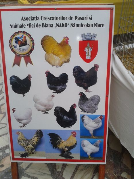 Fotografie0063 - 22---targ sannicolau mare 02 09 2017