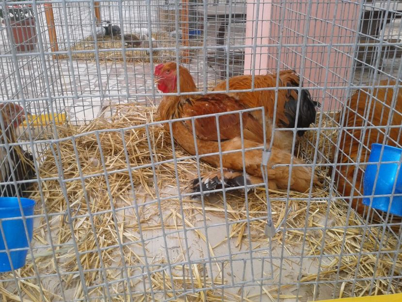 Fotografie0064 - 22---targ sannicolau mare 02 09 2017