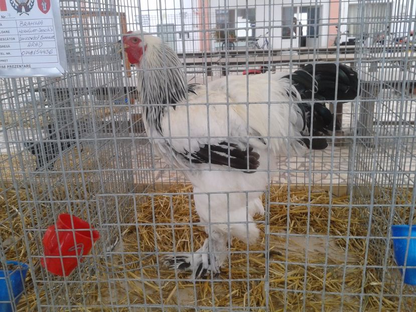 Fotografie0065 - 22---targ sannicolau mare 02 09 2017