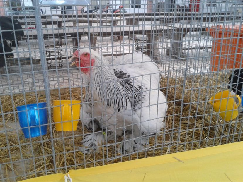 Fotografie0066 - 22---targ sannicolau mare 02 09 2017