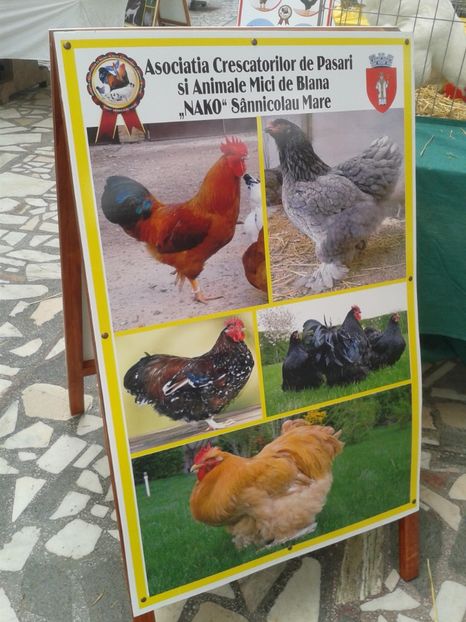 Fotografie0068 - 22---targ sannicolau mare 02 09 2017