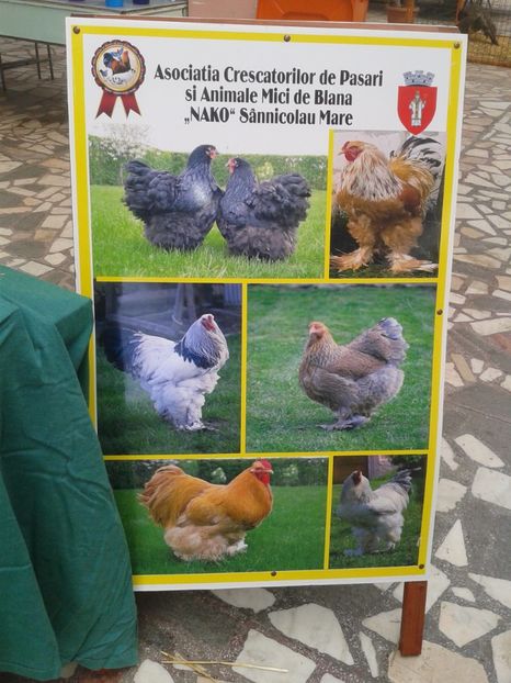 Fotografie0070 - 22---targ sannicolau mare 02 09 2017