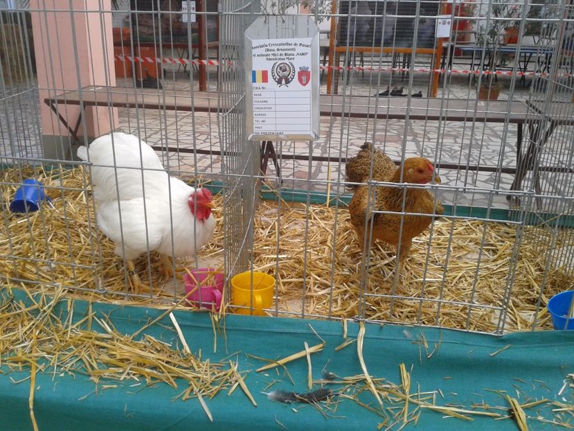 Fotografie0076 - 22---targ sannicolau mare 02 09 2017