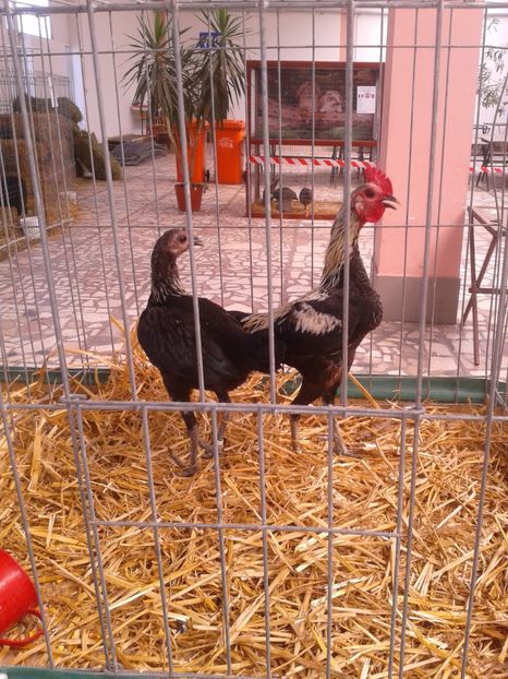 Fotografie0078 - 22---targ sannicolau mare 02 09 2017