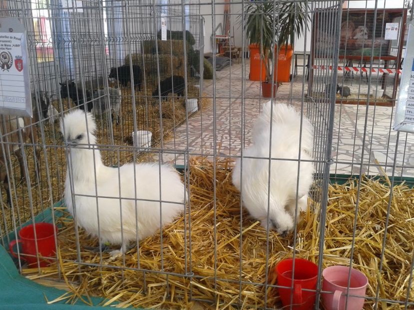 Fotografie0079 - 22---targ sannicolau mare 02 09 2017