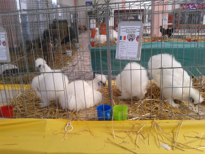 Fotografie0080 - 22---targ sannicolau mare 02 09 2017