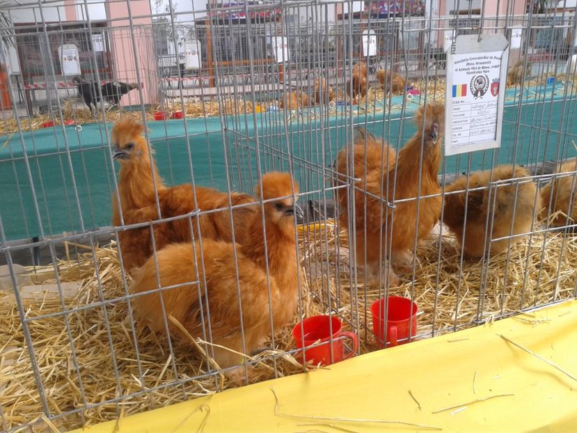 Fotografie0081 - 22---targ sannicolau mare 02 09 2017