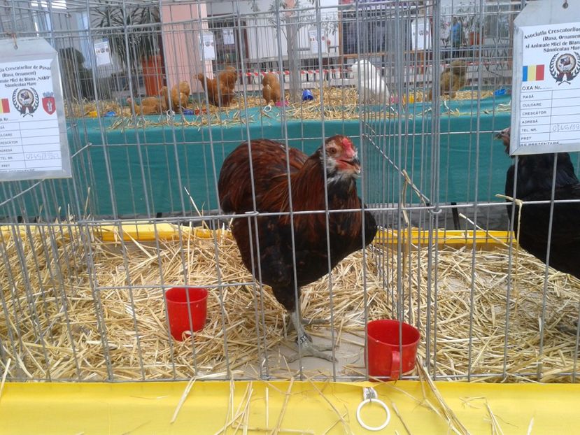 Fotografie0082 - 22---targ sannicolau mare 02 09 2017