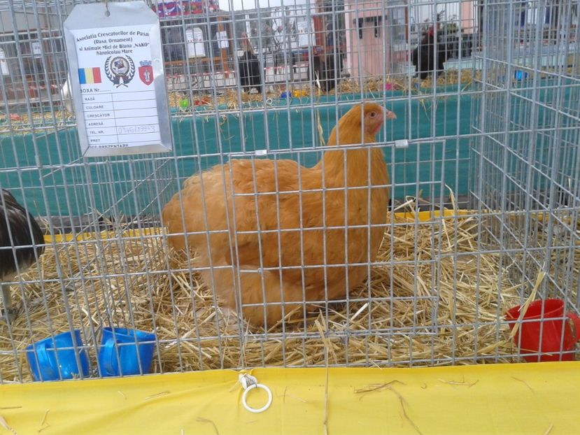 Fotografie0083 - 22---targ sannicolau mare 02 09 2017