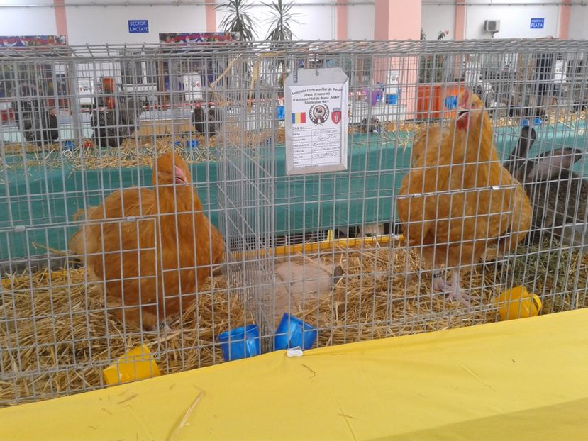 Fotografie0084 - 22---targ sannicolau mare 02 09 2017