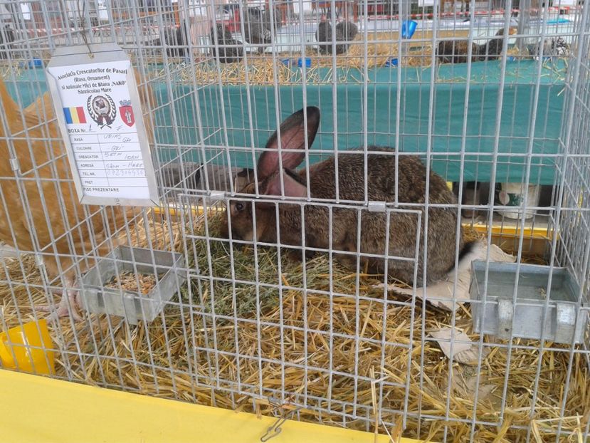 Fotografie0085 - 22---targ sannicolau mare 02 09 2017