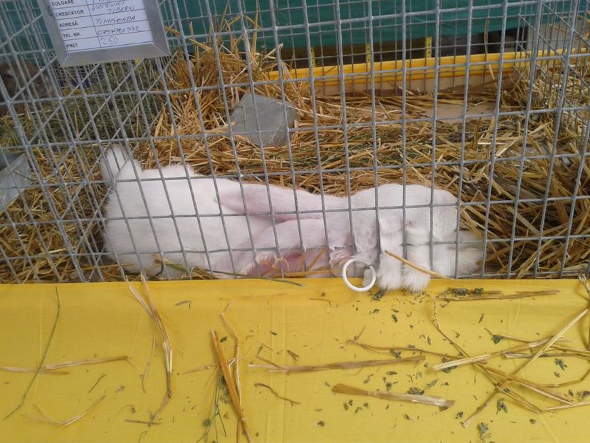 Fotografie0086 - 22---targ sannicolau mare 02 09 2017