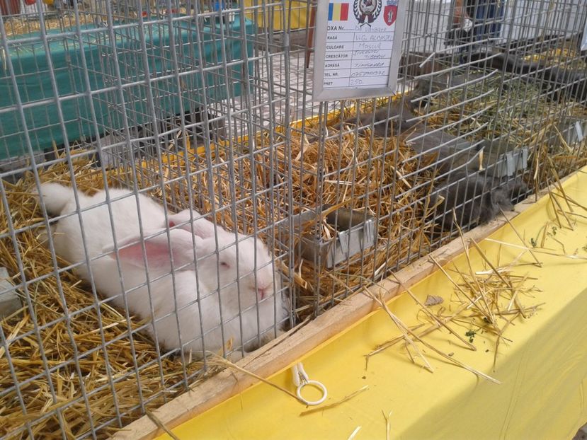 Fotografie0087 - 22---targ sannicolau mare 02 09 2017