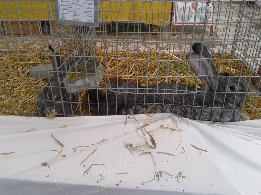 Fotografie0090 - 22---targ sannicolau mare 02 09 2017