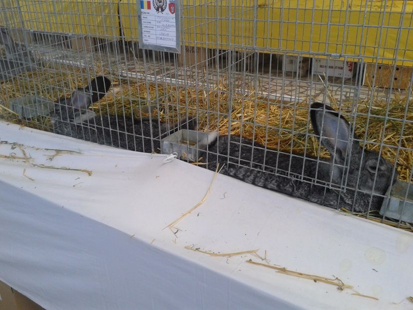 Fotografie0091 - 22---targ sannicolau mare 02 09 2017