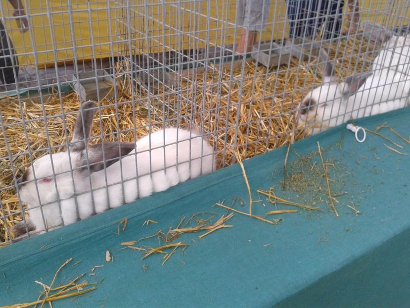 Fotografie0092 - 22---targ sannicolau mare 02 09 2017