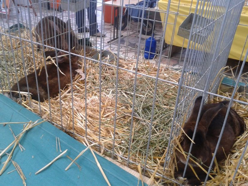 Fotografie0093 - 22---targ sannicolau mare 02 09 2017