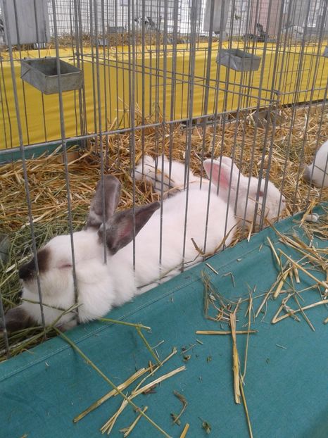 Fotografie0094 - 22---targ sannicolau mare 02 09 2017